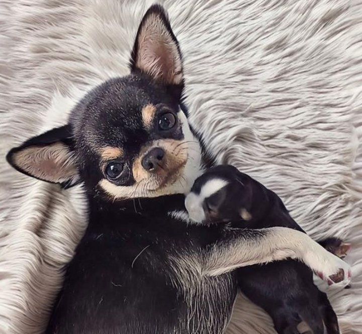 Chiot Chihuahua Du Domaine Des Ewoks