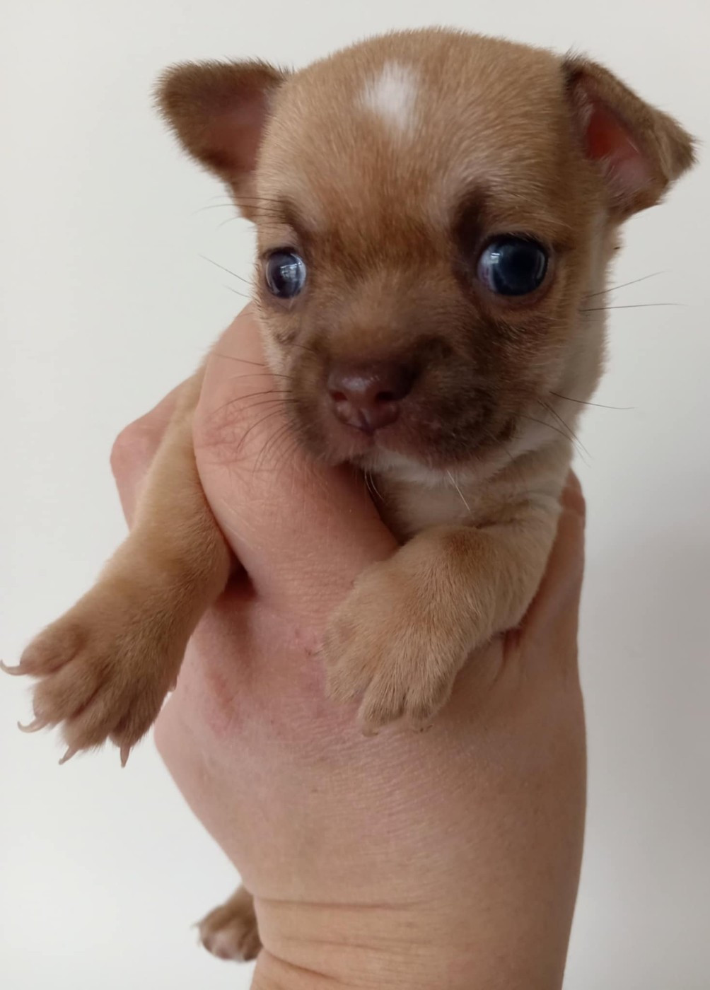 Du Domaine Des Ewoks - Chiots disponibles - Chihuahua