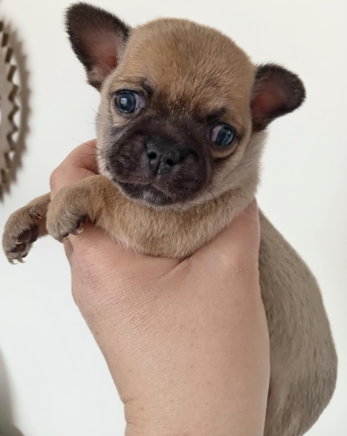 Du Domaine Des Ewoks - Chiots disponibles - Chihuahua