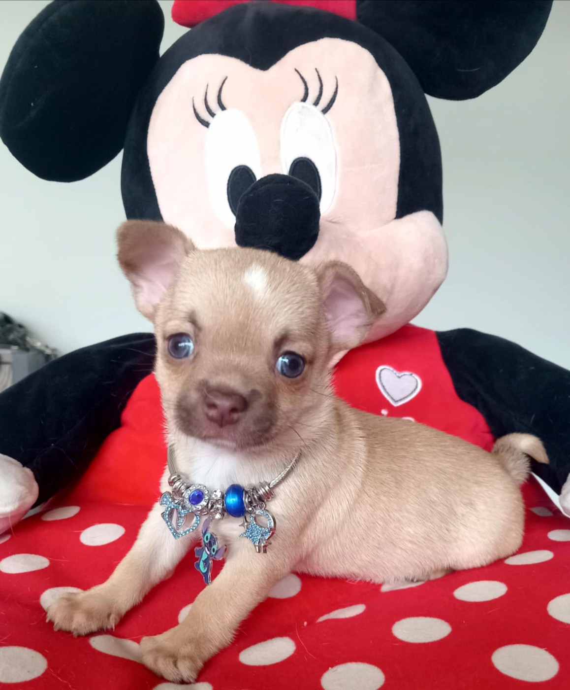 Du Domaine Des Ewoks - Chiots disponibles - Chihuahua