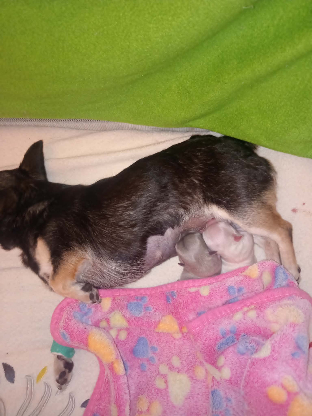 Chiot Chihuahua Du Domaine Des Ewoks