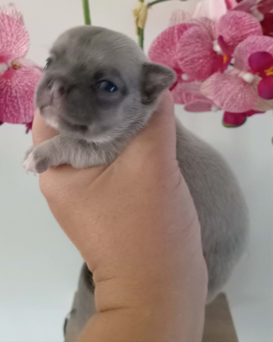 Du Domaine Des Ewoks - Chiots disponibles - Chihuahua