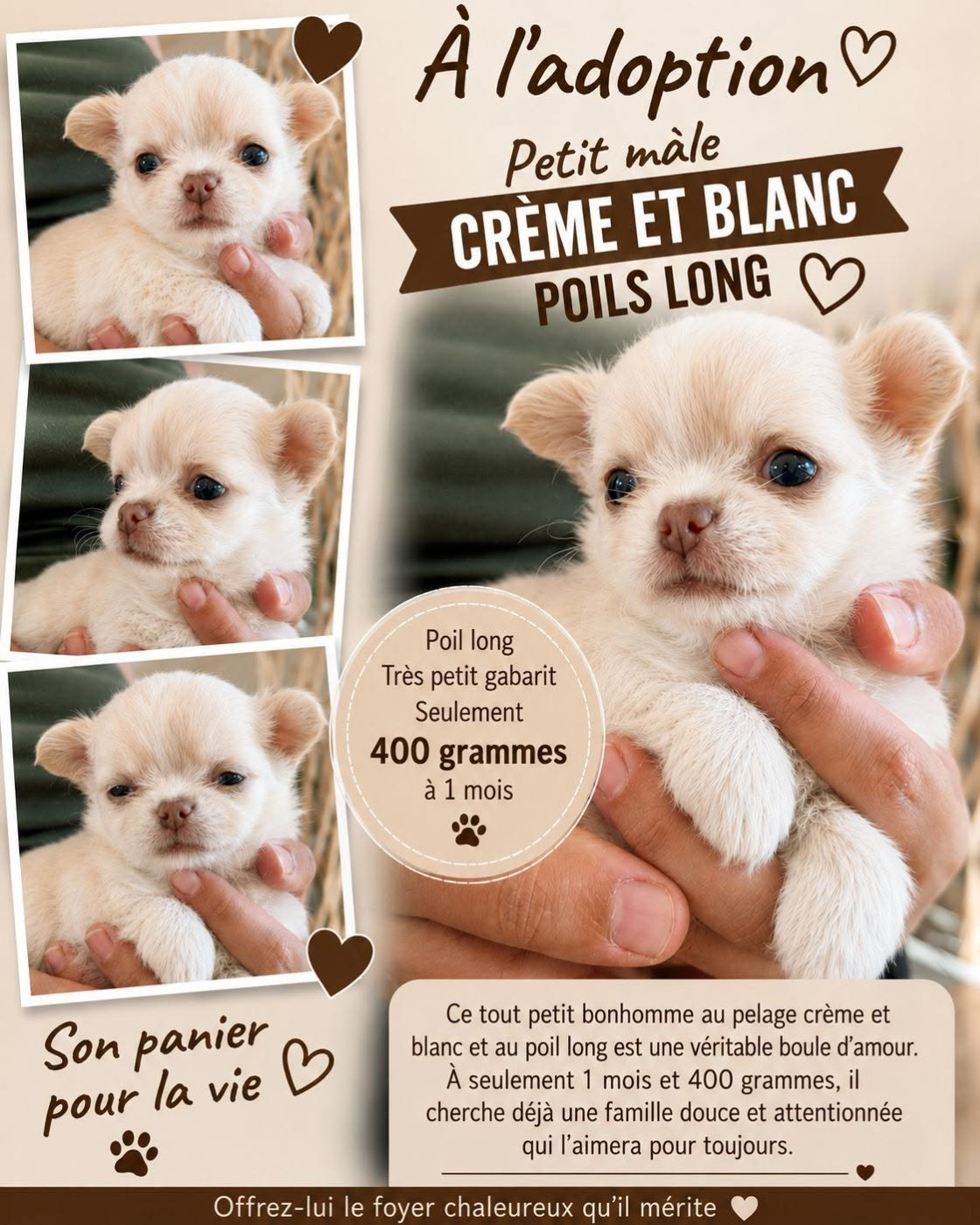 Du Domaine Des Ewoks - Chiots disponibles - Chihuahua