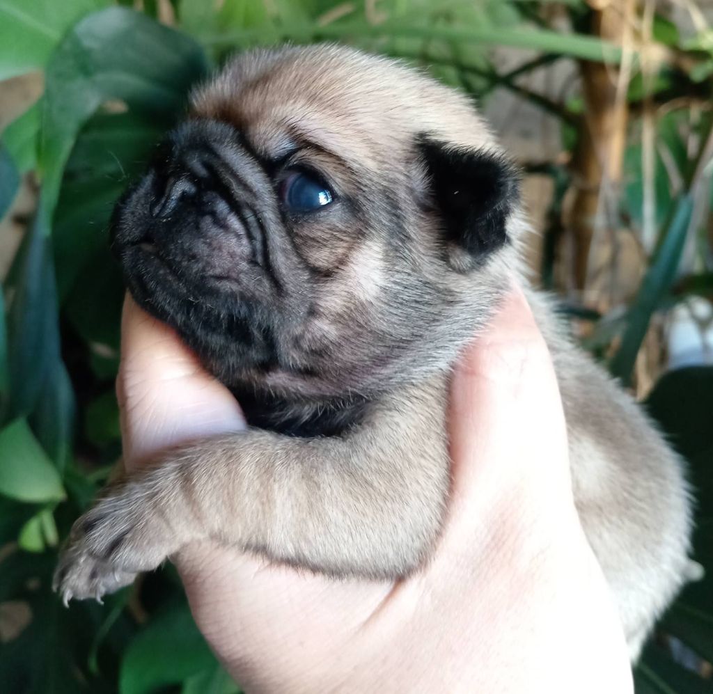 Du Domaine Des Ewoks - Chiots disponibles - Carlin