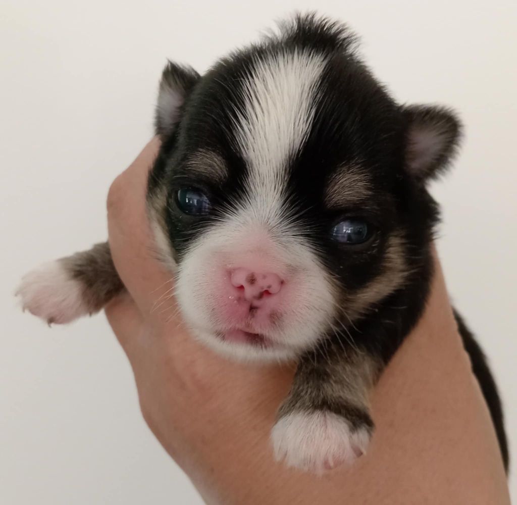 Du Domaine Des Ewoks - Chiots disponibles - Chihuahua