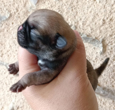 CHIOT 2