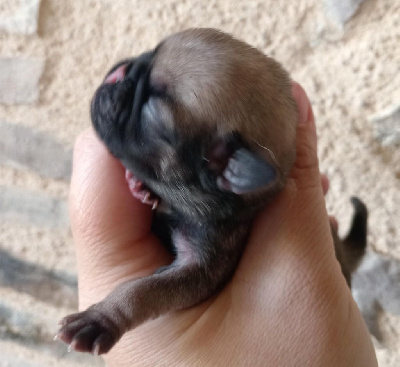 CHIOT 3